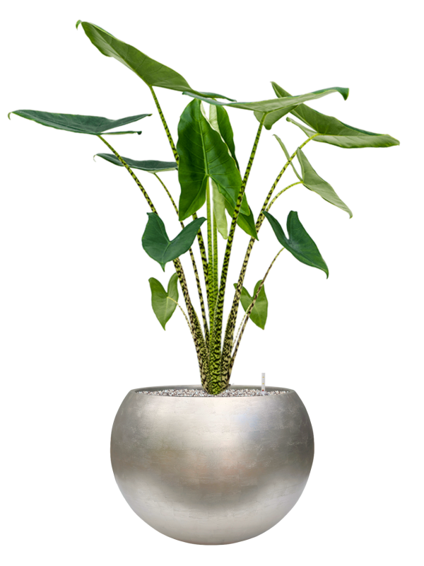 Alocasia zebrina en Baq Metallic Silver leaf