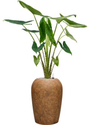 Alocasia zebrina en Mineral