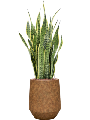 Sansevieria trifasciata 'Laurentii' en Mineral