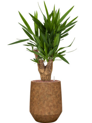 Yucca elephantipes en Mineral