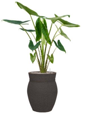 Alocasia zebrina en Mediterranean