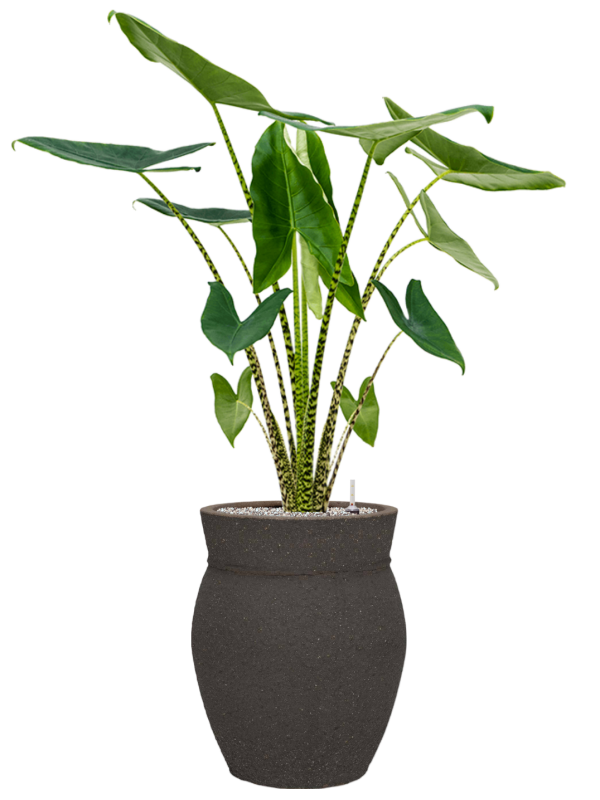 Alocasia zebrina en Mediterranean, Pottery Pots