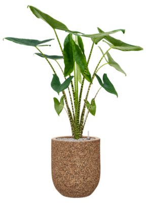 Alocasia zebrina en Baq Naturescast