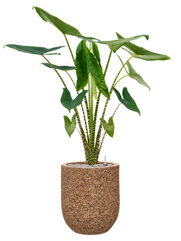 Alocasia zebrina en Baq Naturescast