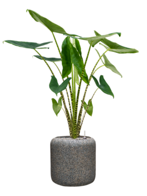 Alocasia zebrina en Baq Naturescast