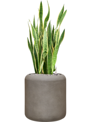 Sansevieria trifasciata 'Laurentii' en Baq Nucast