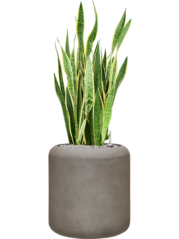 Sansevieria trifasciata 'Laurentii' en Baq Nucast