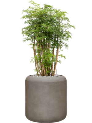 Aralia (Polyscias) 'Ming' en Baq Nucast