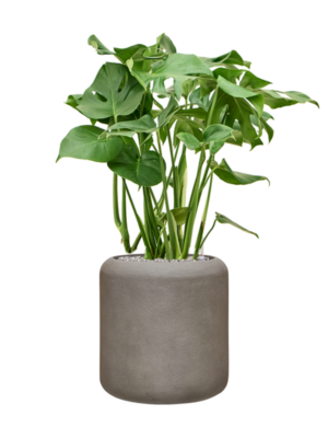 Monstera deliciosa en Baq Nucast