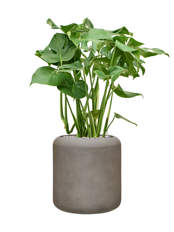 Monstera deliciosa en Baq Nucast