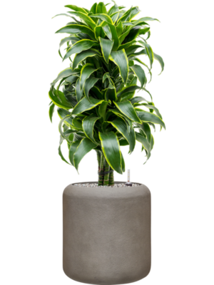 Dracaena fragrans 'Dorado' en Baq Nucast