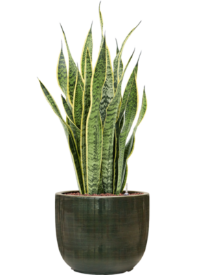 Sansevieria trifasciata 'Laurentii' en Plain Striped