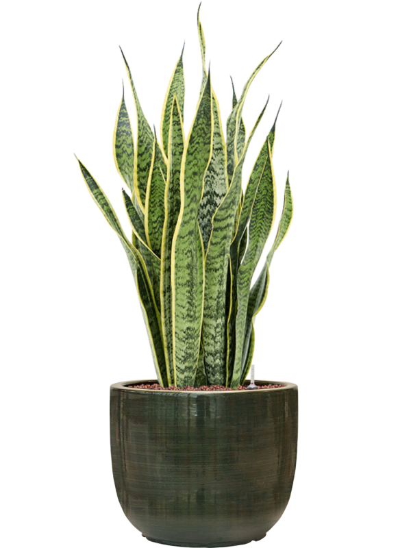 Sansevieria trifasciata 'Laurentii' en Plain Striped, Private label