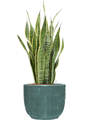 Sansevieria trifasciata 'Laurentii' en Plain Striped