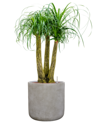 Beaucarnea recurvata en Antwerp