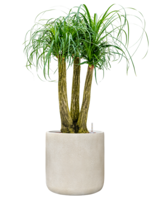 Beaucarnea recurvata en Antwerp