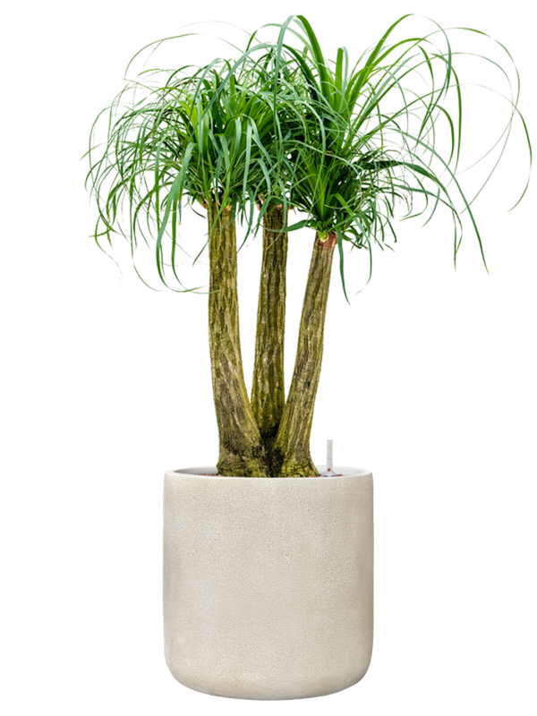 Beaucarnea recurvata en Antwerp, Private label