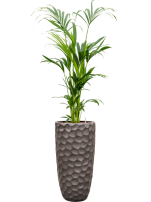 Kentia (Howea) forsteriana en Baq Tortuga