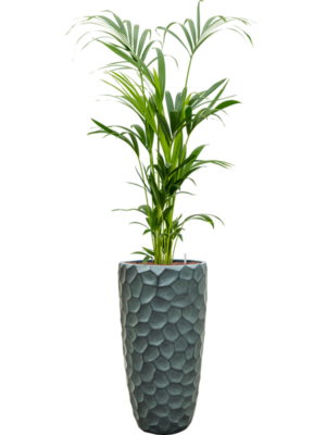 Kentia (Howea) forsteriana en Baq Tortuga