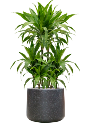 Dracaena fragrans 'Janet Craig' en Baq Terrazzo