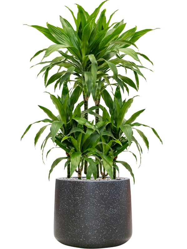 Dracaena fragrans 'Janet Craig' en Baq Terrazzo