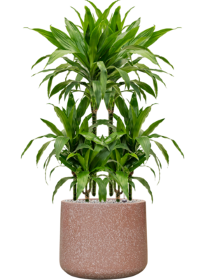 Dracaena fragrans 'Janet Craig' en Baq Terrazzo