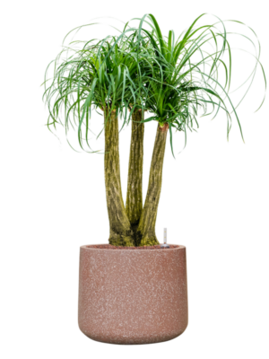 Beaucarnea recurvata en Baq Terrazzo