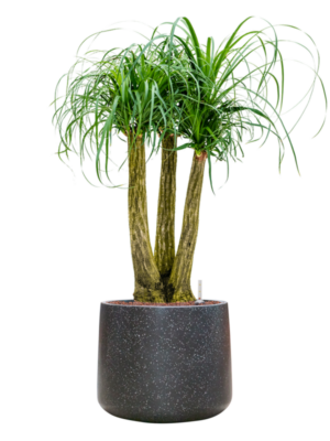 Beaucarnea recurvata en Baq Terrazzo
