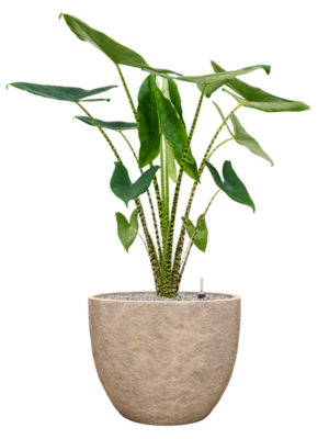 Alocasia zebrina en Coast Mountains