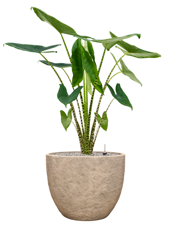 Alocasia zebrina en Coast Mountains, Private label