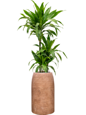 Dracaena fragrans 'Janet Craig' en Colorado