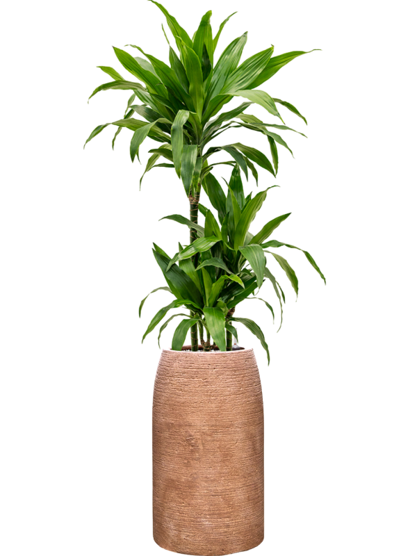 Dracaena fragrans 'Janet Craig' en Colorado, Private label