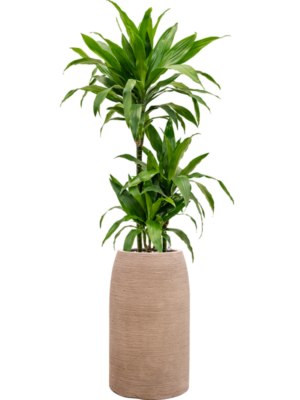 Dracaena fragrans 'Janet Craig' en Colorado