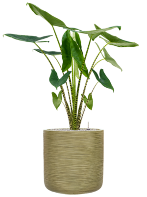 Alocasia zebrina en Baq Dune
