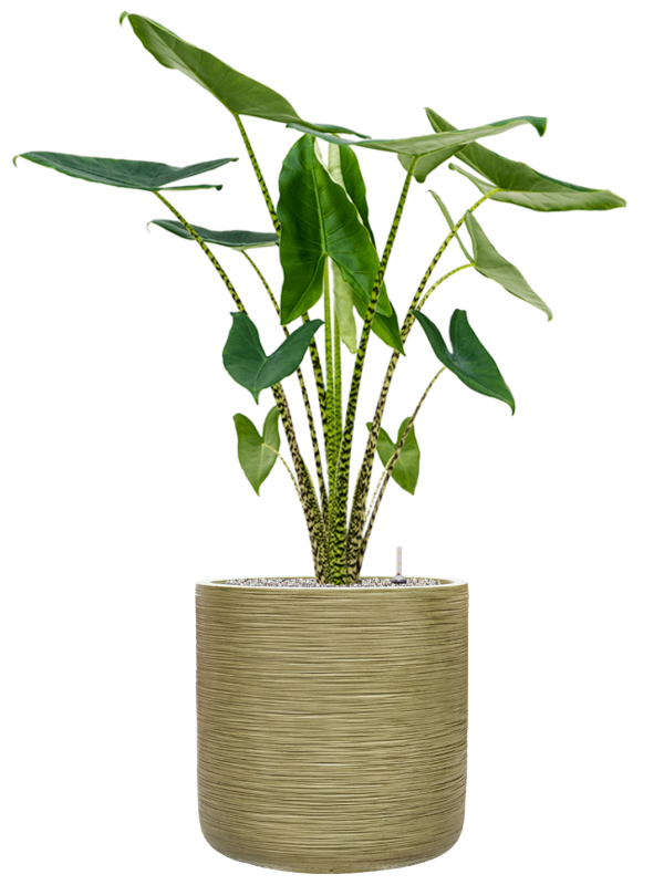 Alocasia zebrina en Baq Dune