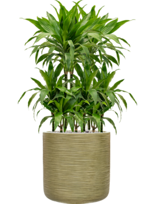 Dracaena fragrans 'Janet Craig' en Baq Dune