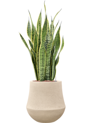 Sansevieria 'Laurentii' en Baq Polystone Coated Plain