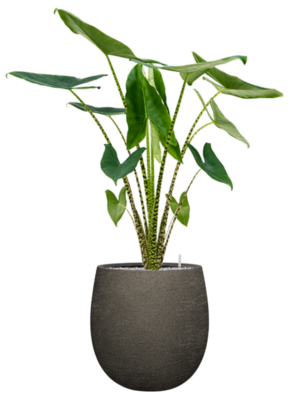 Alocasia zebrina en Terreno