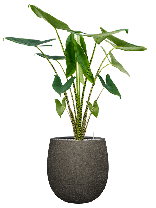 Alocasia zebrina en Terreno, Luca Lifestyle