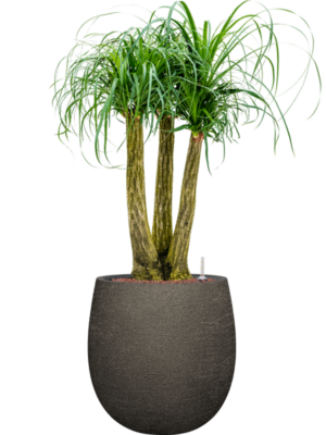 Beaucarnea recurvata en Terreno
