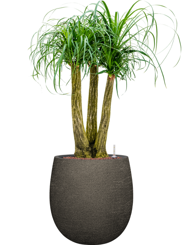 Beaucarnea recurvata en Terreno, Luca Lifestyle