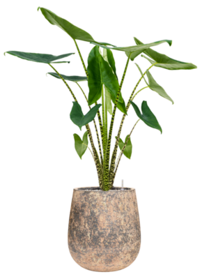 Alocasia zebrina en Baq Atlas