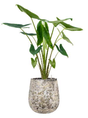 Alocasia zebrina en Baq Atlas