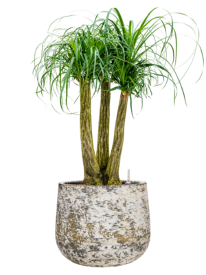Beaucarnea recurvata en Baq Atlas