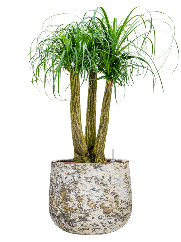 Beaucarnea recurvata en Baq Atlas