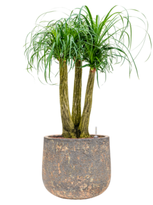 Beaucarnea recurvata en Baq Atlas