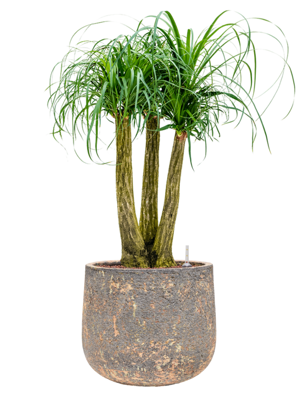Beaucarnea recurvata en Baq Atlas