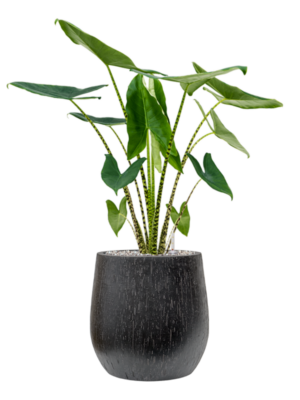 Alocasia zebrina en Baq Raindrop