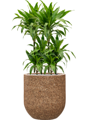 Dracaena fragrans 'Janet Craig' en Baq Naturescast