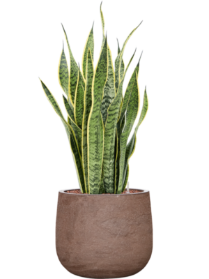 Sansevieria trifasciata 'Laurentii' en Baq Algar